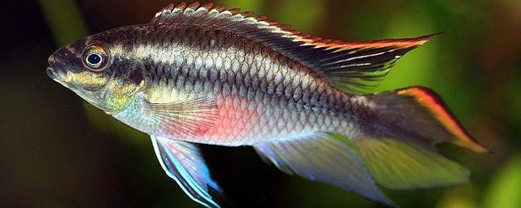 Purpurprachtbarsch/ Knigscichlide [Pelvicachromis pulcher]