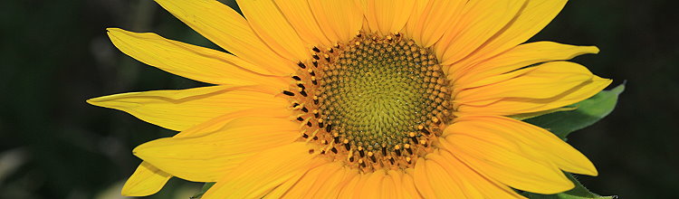 Sonnenblume [Helianthus annuus]